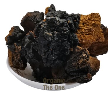 Chaga Mushroom