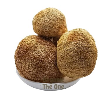 Lion's Mane Mushroom Whole